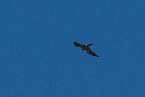 Mississippi Kite