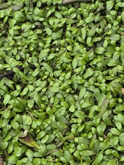 author not stated, no rights reserved Glossostigma elatinoides, photograph author not stated, no rights reserved