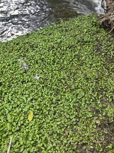 Glossostigma elatinoides, photograph 2