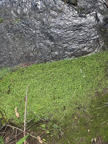 Glossostigma elatinoides, photograph 3