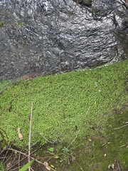 author not stated, no rights reserved Glossostigma elatinoides, photograph author not stated, no rights reserved