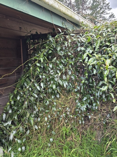 Passiflora tetrandra, photograph 4