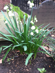 Leucojum
