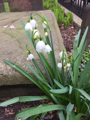 Leucojum