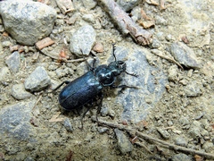 Platycerus caprea