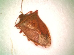 Euschistus ictericus