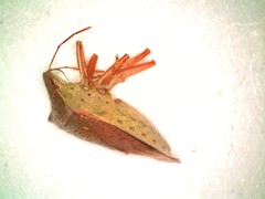 Euschistus ictericus