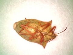 Euschistus ictericus