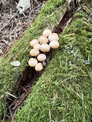 Cluster Cap