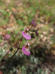 Calceolaria cana