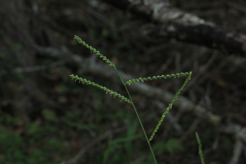 rustyseed paspalum