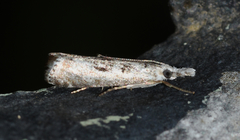 Microcrambus minor