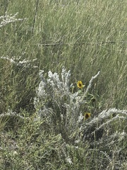 Krascheninnikovia lanata, photograph (c) Aiva Noringseth, some rights reserved (CC BY)