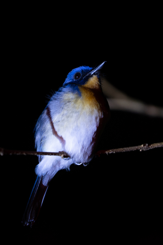 Tickell's Blue Flycatcher