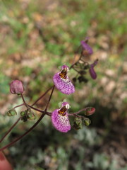 Calceolaria cana