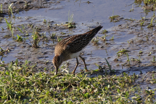 Pectoral Sandpiper