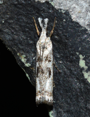 Microcrambus minor