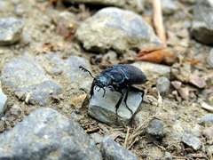 Platycerus caprea