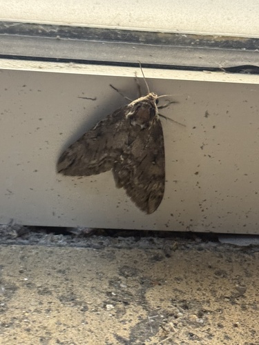 Catalpa Sphinx