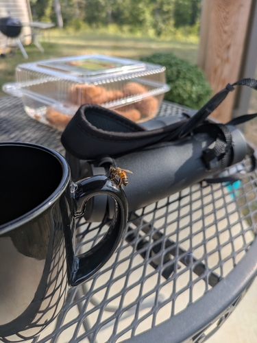 Western Honey Bee