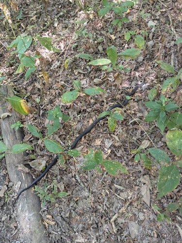 Central Ratsnake