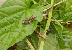 Osteocephalus vilarsi