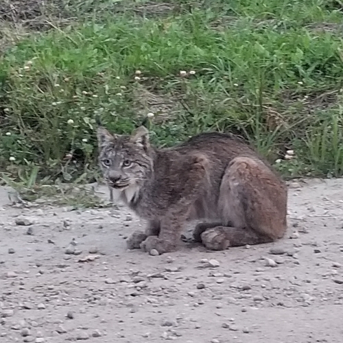 Canada Lynx