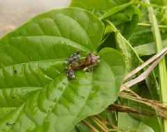 Osteocephalus vilarsi