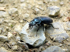Platycerus caprea