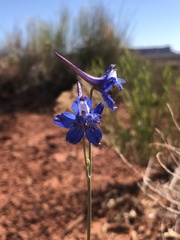 Delphinium scaposum