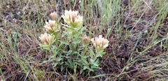 Castilleja xanthotricha