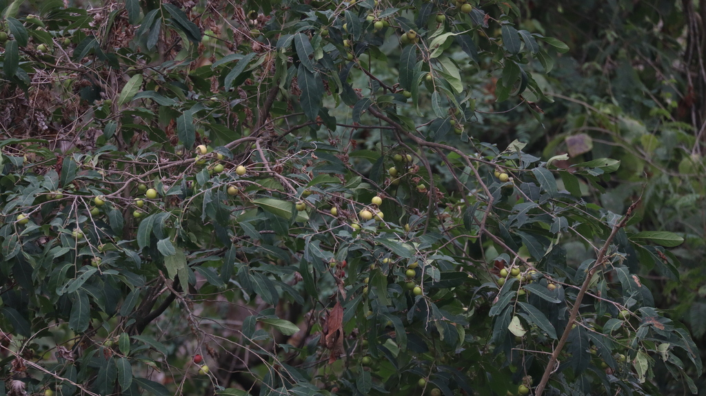 Diospyros inconstans; photograph (c) Raúl A. Ruiz M., some rights reserved (CC BY)