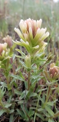 Castilleja xanthotricha