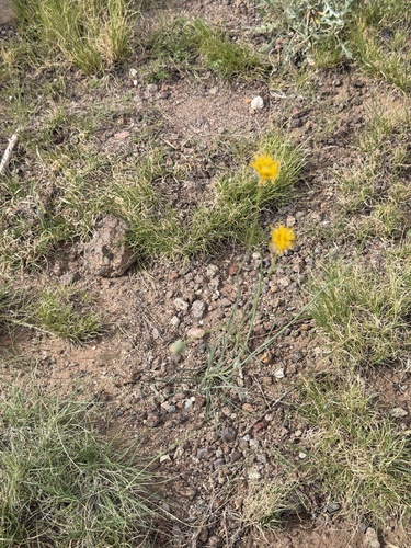 Thelesperma megapotamicum, photograph 4