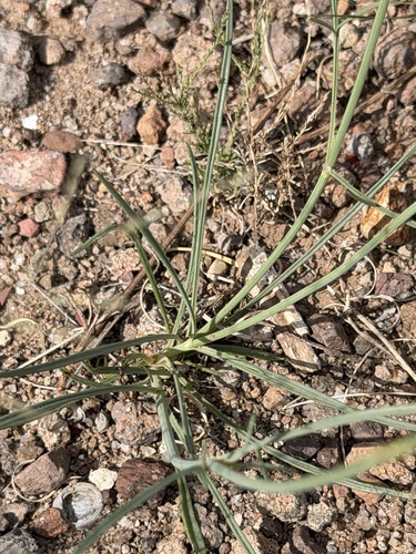 Thelesperma megapotamicum, photograph 5
