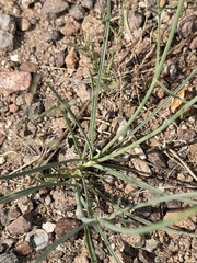 Thelesperma megapotamicum, photograph (c) Ian McFaul, some rights reserved (CC BY)