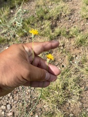 Thelesperma megapotamicum, photograph (c) Ian McFaul, some rights reserved (CC BY)