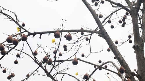 Cochlospermum vitifolium, photograph 2