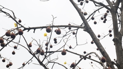 Cochlospermum vitifolium, photograph (c) Raúl A. Ruiz M., some rights reserved (CC BY)