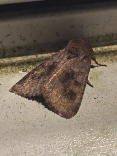 Bronzed Cutworm Moth