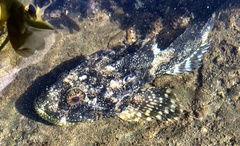 Myoxocephalus polyacanthocephalus