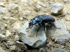 Platycerus caprea