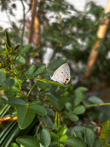 Plains Cupid