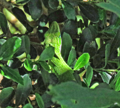 Anolis carolinensis