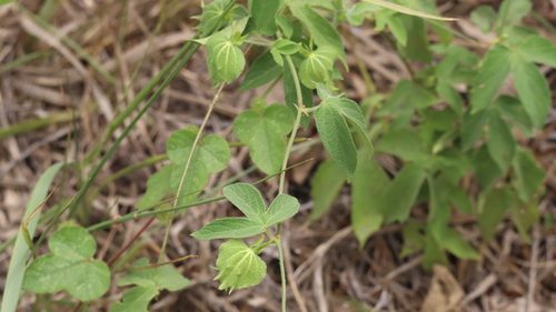 Dalechampia scandens