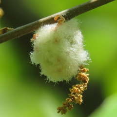 Callirhytis quercusoperator