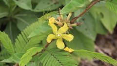 Prestonia mollis