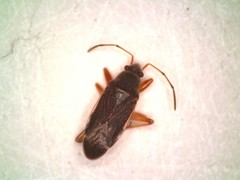 Balboa ampliata