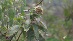 Vernonanthura patens