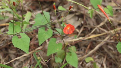 Ipomoea hederifolia, photograph 2